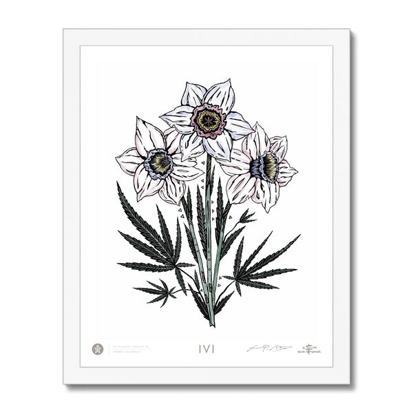 IVI Cannabis Daffodil Bouquet 02 Framed Print
