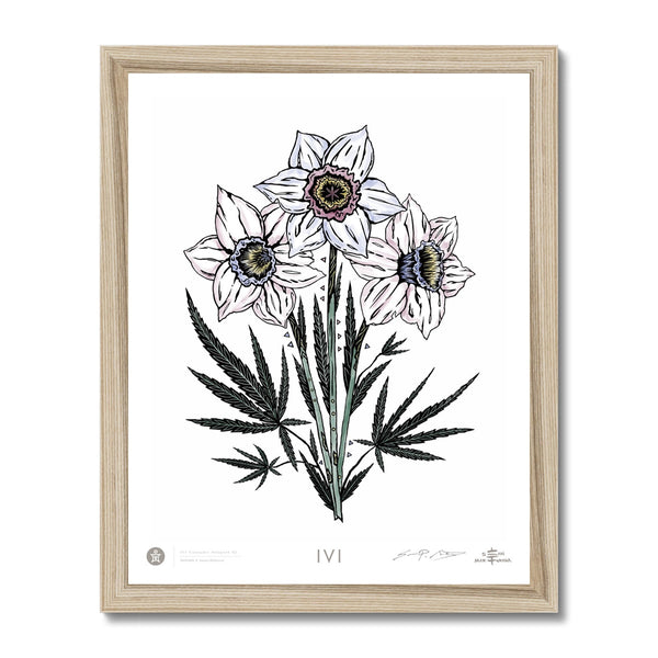 IVI Cannabis Daffodil Bouquet 02 Framed Print