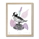 EKO Bufflehead Duck Framed Print