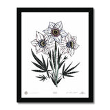 IVI Cannabis Daffodil Bouquet 02 Framed Print